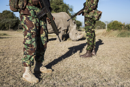 Rinocerontes en la guerra
