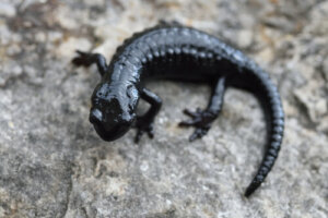 La fauna de los Alpes