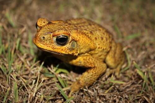 Sapo de caña: veneno