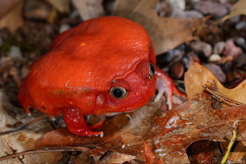 Sapo tomate de Magadascar