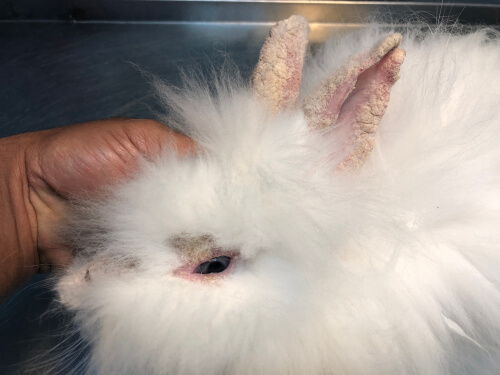 Sarna en conejos: tratamiento