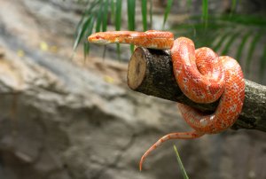 Serpiente del maíz: características, comportamiento y hábitat