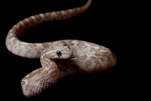 Serpiente del maíz: comportamiento