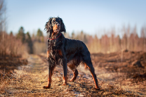 Setter gordon: el perro de muestra más bello Setter gordon: el perro de muestra más bello