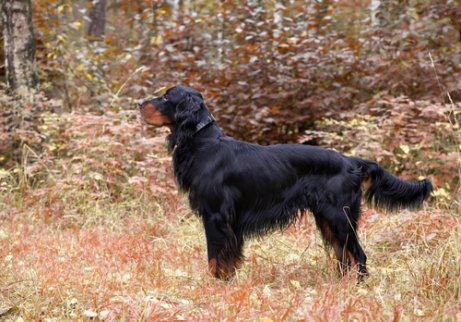 Setter Gordon El Perro De Muestra Mas Bello