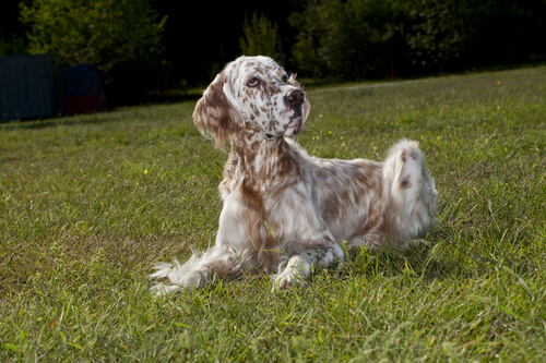 Setter inglés: carácter