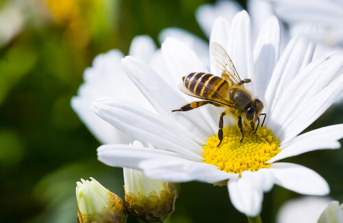 Sin abejas, no hay vida