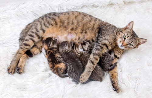 La importancia del control de natalidad en gatos