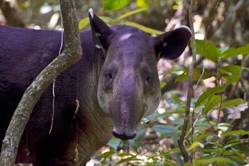 Tapir de Baird o centroamericano