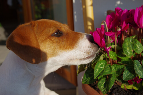 Terapia floral para tu perro