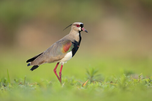 Tero: pájaro de Uruguay