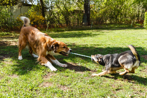 Test de inteligencia para perros