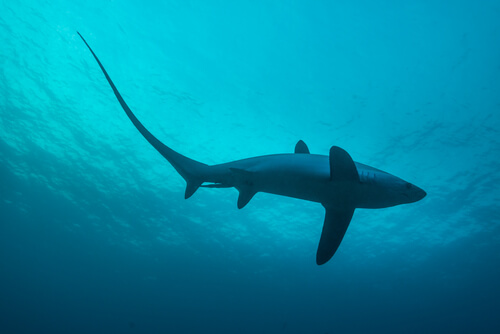 Tiburón azotador