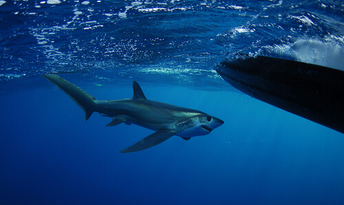 Tiburón zorro de anteojos