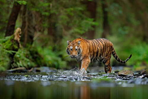 Tigre: especie amenazada