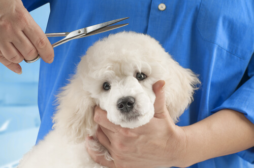 Tipos de pelo de perro