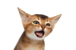 La tos en los gatos