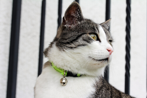 Tos felina: gatos