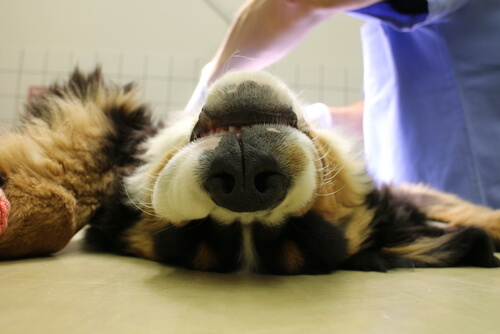 Tratamiento de la hernia umbilical en perros