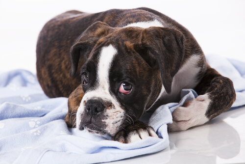 ¿Existen los tumores contagiosos en perros?