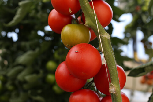 Tuta absoluta, tomate en una rama