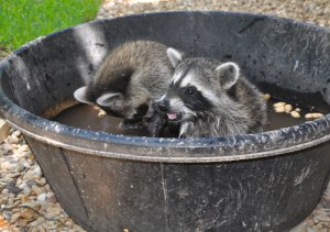 Por qué no tener un mapache de mascota