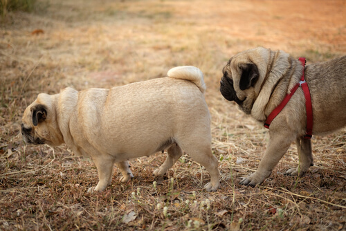 Viagra para perros