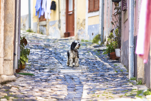 Viajar a Lisboa con perro