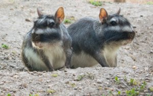 5 animales que viven en pastizales