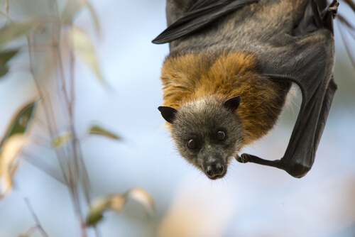 Zorro volador: murciélago