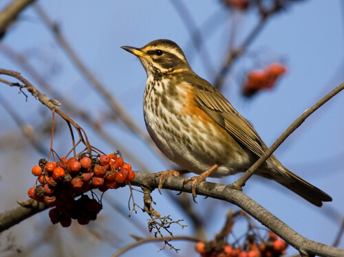 Zorzal alirrojo (turdus iliacus)