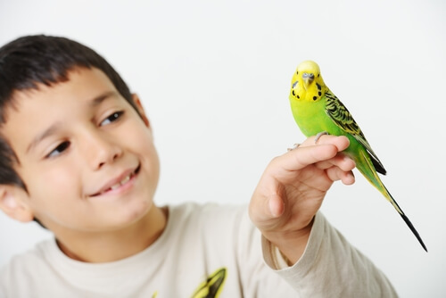 Ácaros en aves domésticas