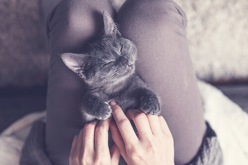 Adoptar gato o gata