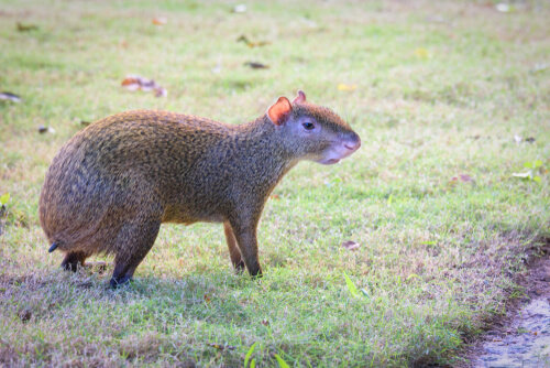 Agouti centroamericano