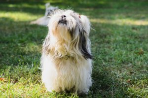 10 razas de perro de pelo largo