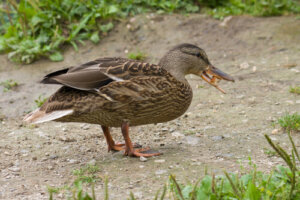 La alimentación de un pato como mascota