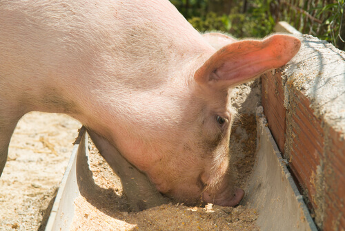 La mejor alimentación del cerdo La mejor alimentación del cerdo