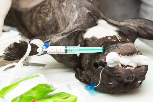 Tipos de anestesia para mascotas