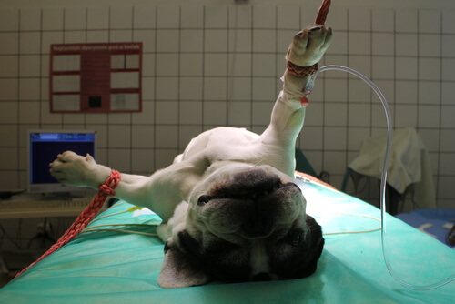 Anestesia para perros