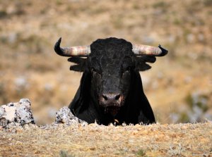 5 animales con cuernos