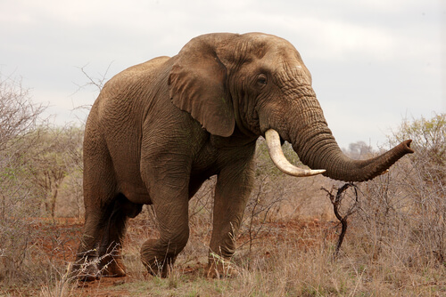 Animales con mejor olfato: elefante