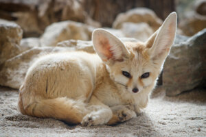 Animales con orejas muy grandes