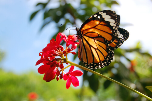 Animales de color naranja: mariposa monarca