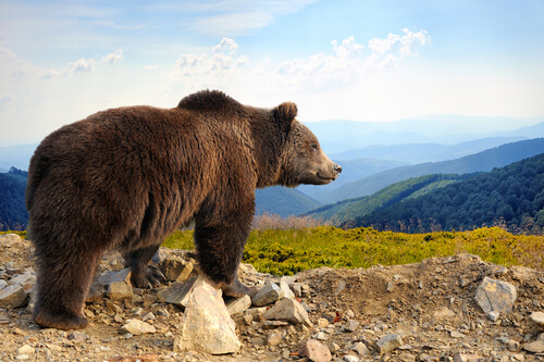 Animais Taiga: urso pardo