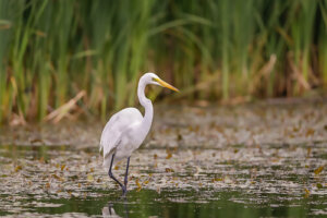 10 animales que viven en lagunas