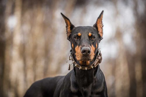 Apodos para perros