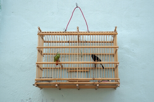 Birds in a cage.