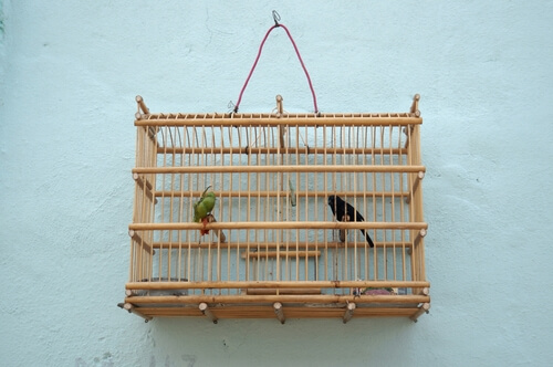 Fåglar i bur