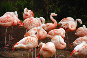 5 aves que forman colonias