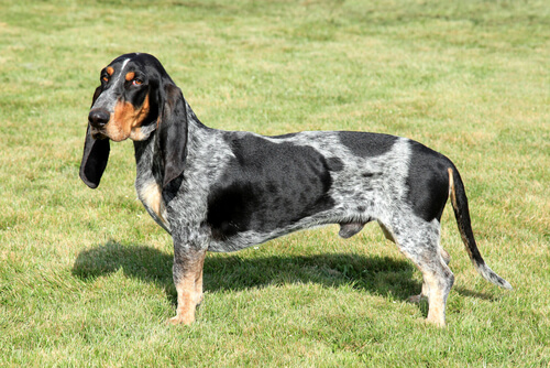 Basset azul de Gascuña